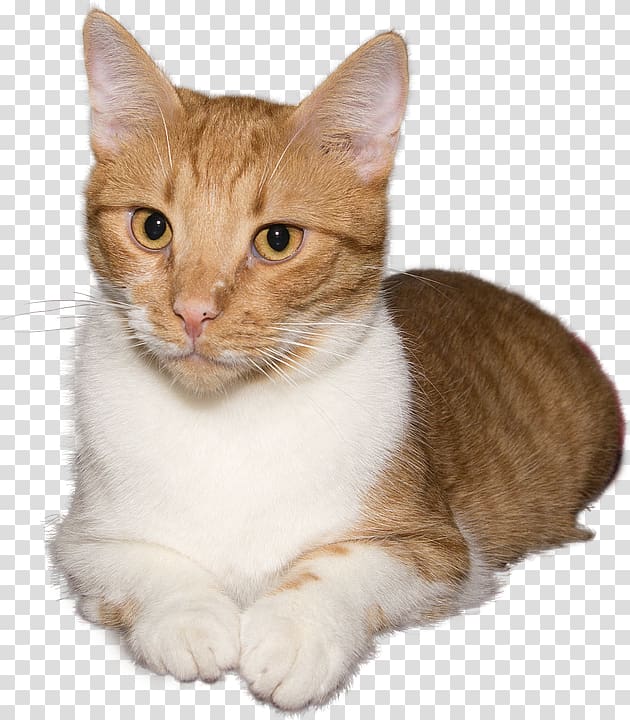 Kitten Whiskers Domestic short-haired cat Dog, kitten transparent background PNG clipart