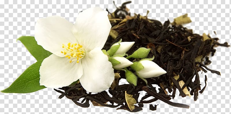 Green tea Flowering tea Oolong Jasmine tea, tea transparent background PNG clipart