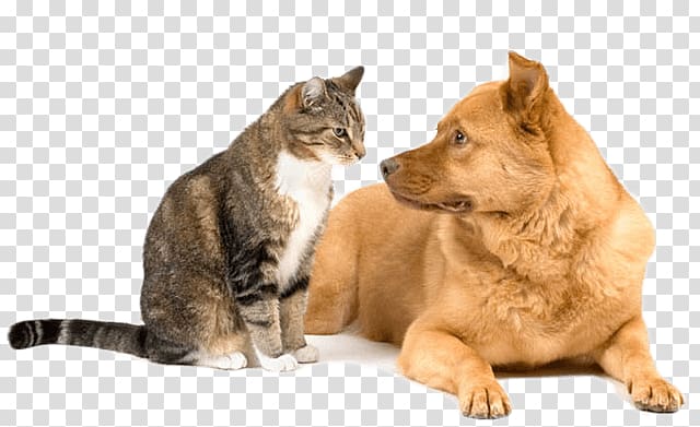 Dog–cat relationship Kitten Puppy Veterinarian, happy dog transparent background PNG clipart