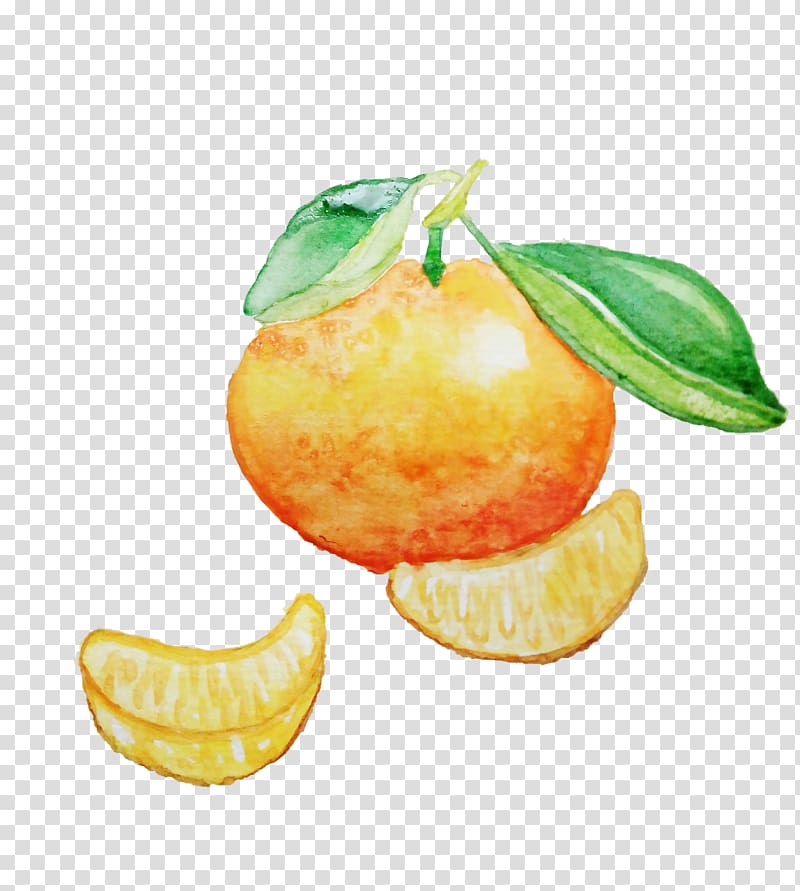 orange fruit illustration, A hand-painted watercolor of orange and orange transparent background PNG clipart