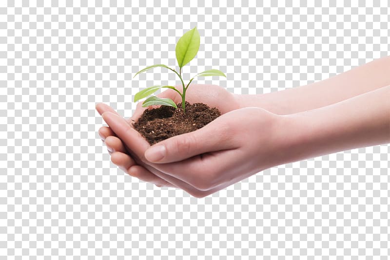 small seedlings in the palm of the hand transparent background PNG clipart