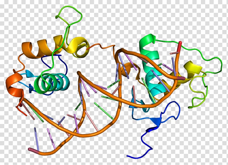 Retinoic acid receptor gamma Retinoic acid receptor beta, others transparent background PNG clipart