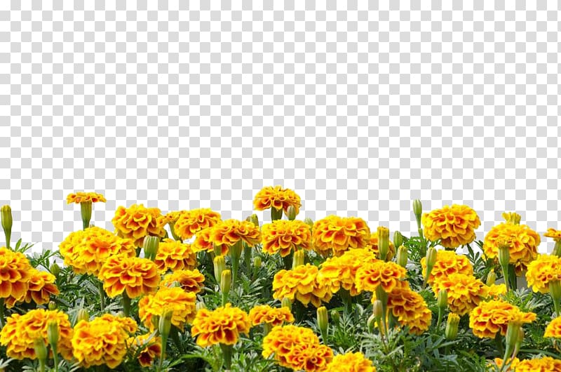 yellow flowers, Mexican marigold Calendula arvensis , Marigold flower transparent background PNG clipart