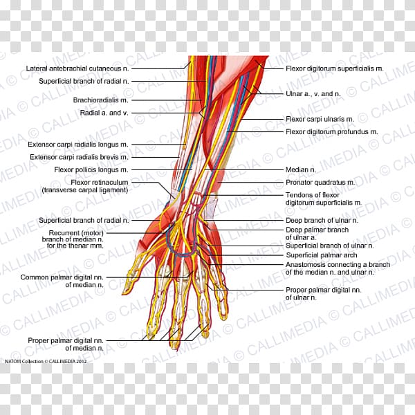 Radial nerve Muscle Blood vessel Forearm, hand transparent background PNG clipart