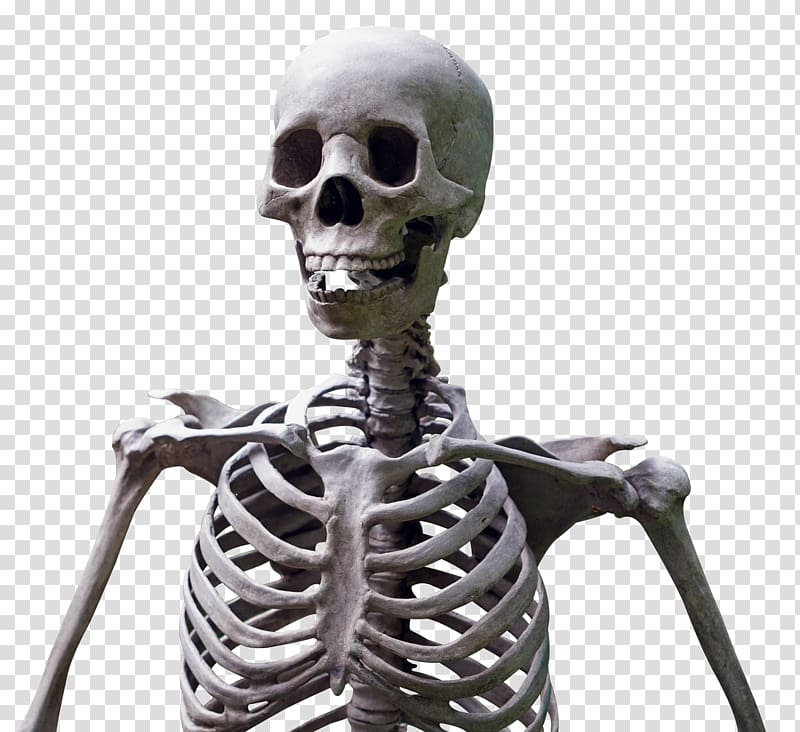 skeleton , Human skeleton, Skeleton transparent background PNG clipart