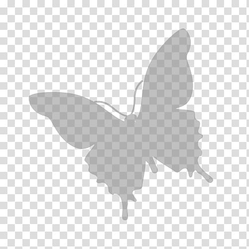 Ilex crenata Potomac Petals and Plants Color Black Moth, thuja transparent background PNG clipart