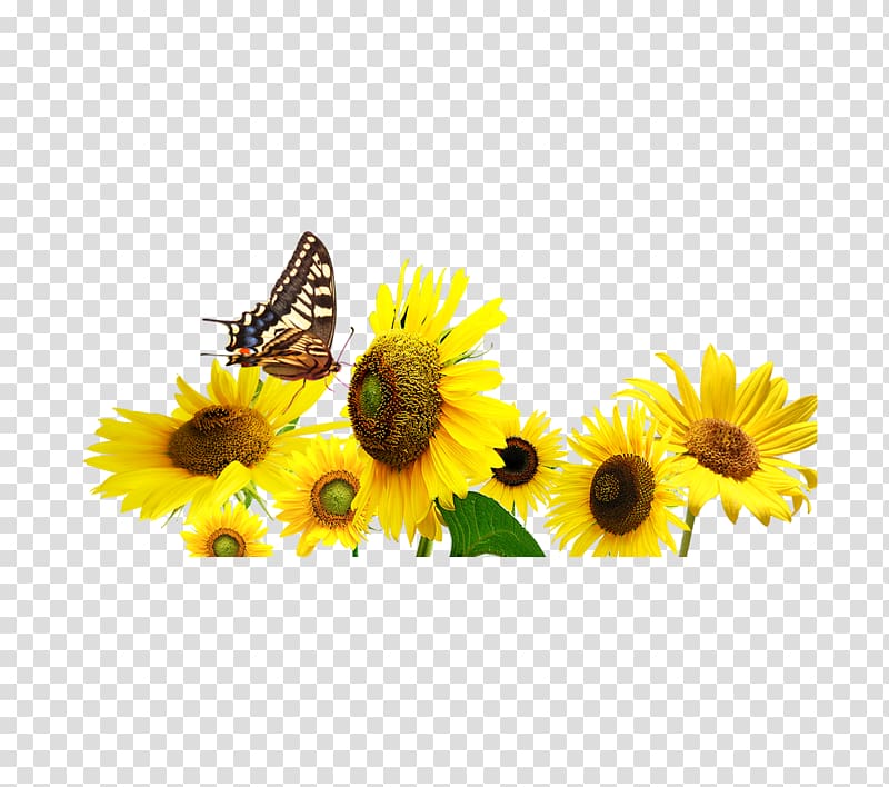 Common sunflower Butterfly, sunflower transparent background PNG clipart
