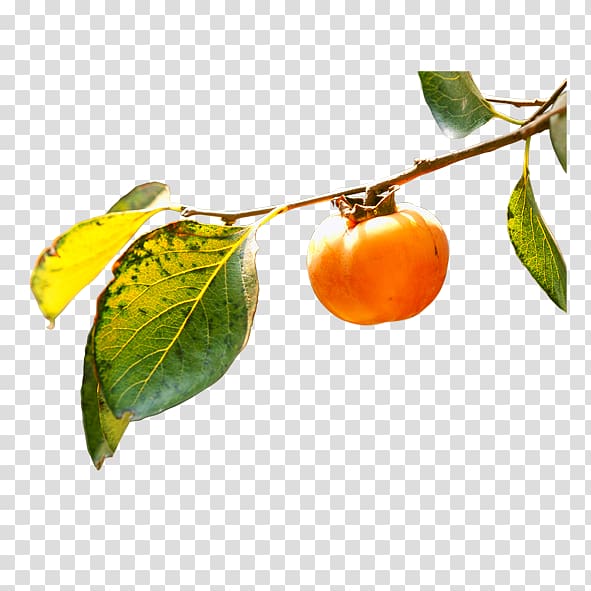 Persimmon Branch Fruit Leaf, The branches Persimmon transparent background PNG clipart