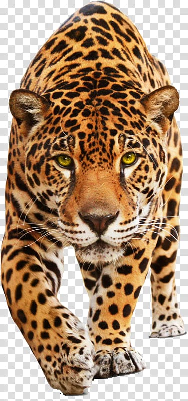leopard, Leopard Jaguar Cars Jaguar C-Type, leopard transparent background PNG clipart
