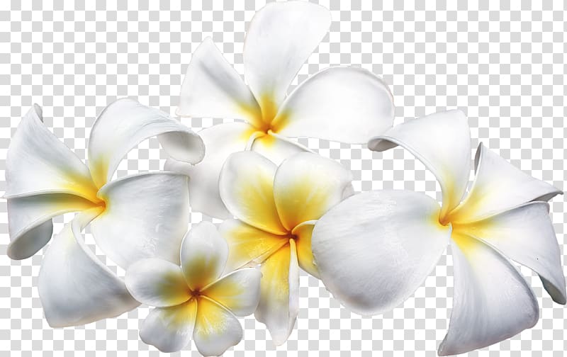 Frangipani Flower , frangipani transparent background PNG clipart