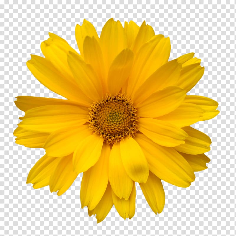 Common daisy Transvaal daisy Free content , Hand-painted flowers creative floral patterns,Yellow flowers transparent background PNG clipart