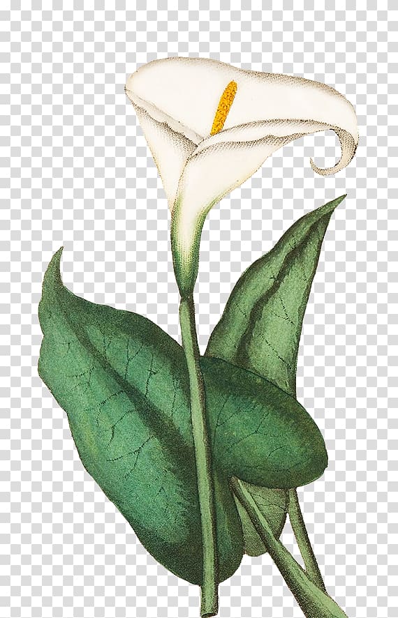 Greeting & Note Cards Drawing Flower Sketch, callalily transparent background PNG clipart