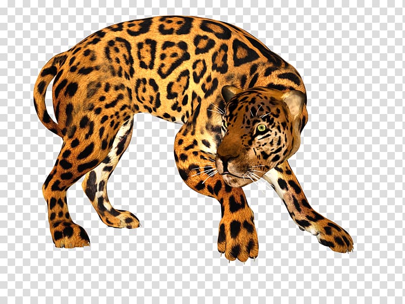 Jaguar Leopard Tiger Cheetah Lion, Persian Leopard transparent background PNG clipart