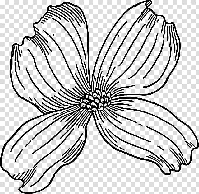 Flowering dogwood Drawing , sketch flower transparent background PNG clipart