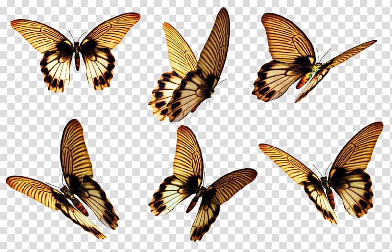 Butterfly , flying transparent background PNG clipart