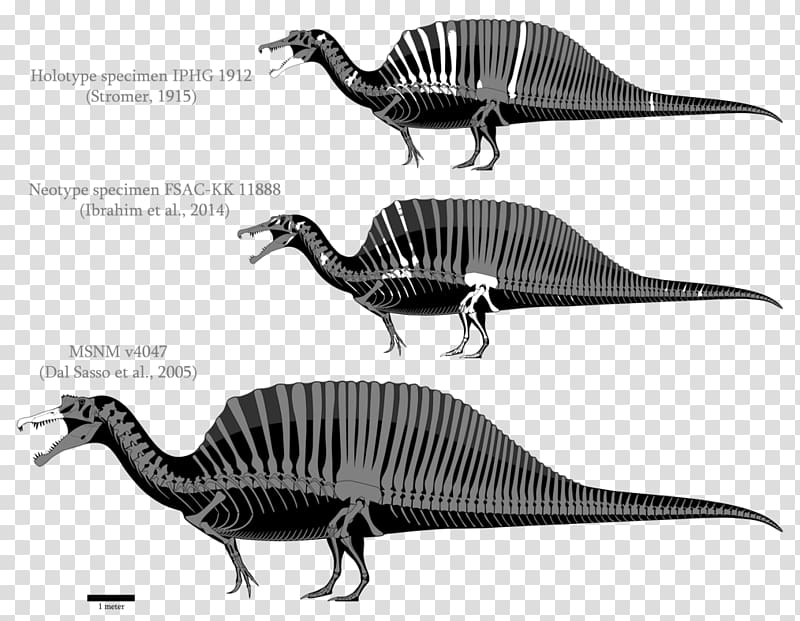 Spinosaurus Giganotosaurus Tyrannosaurus Yangchuanosaurus Allosaurus, dinosaur transparent background PNG clipart