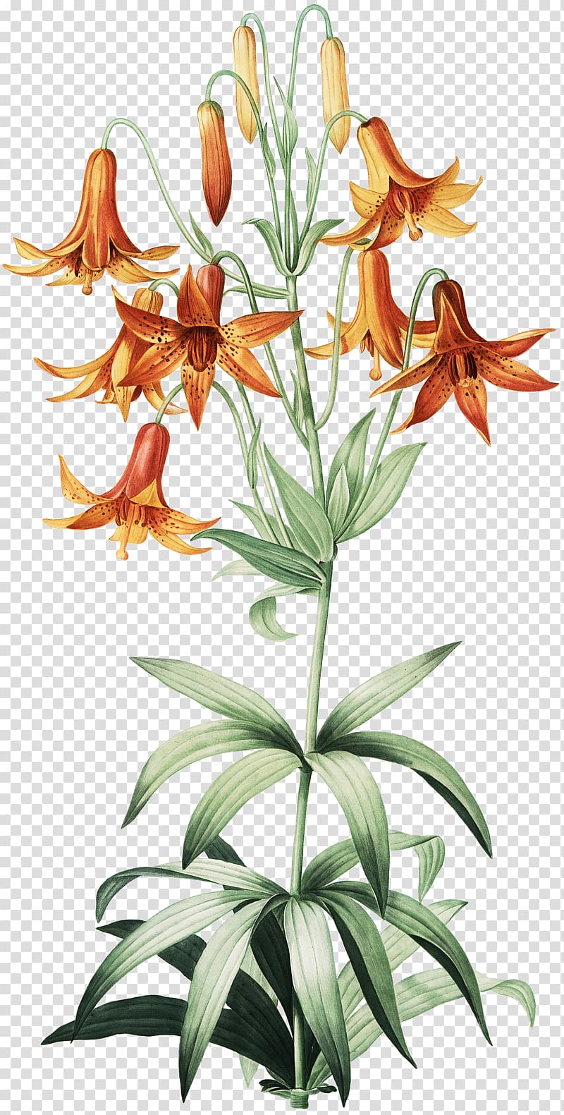 Canada lily Martagon Lily Turk\'s-cap lily Madonna Lily Botanical illustration, fairy lily transparent background PNG clipart