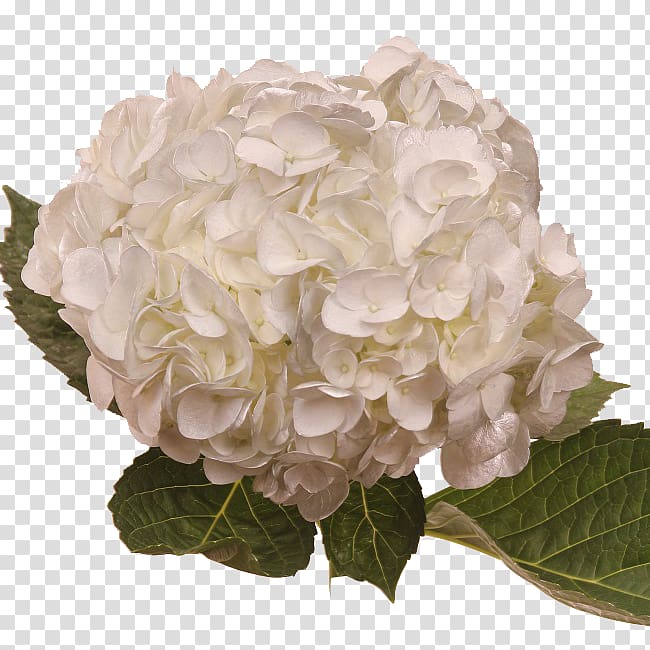 Hydrangea Cut flowers Floral design Petal, others transparent background PNG clipart