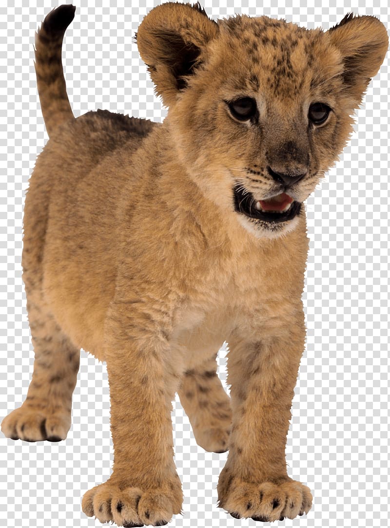 lion cub, Lion, Small Lion transparent background PNG clipart