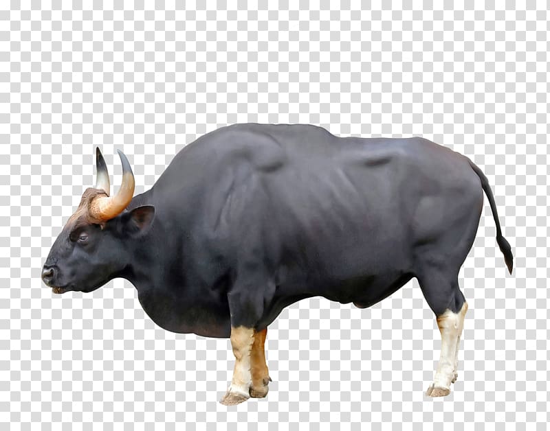 Ankole-Watusi Ox Gaur Chillingham cattle Water buffalo, others transparent background PNG clipart