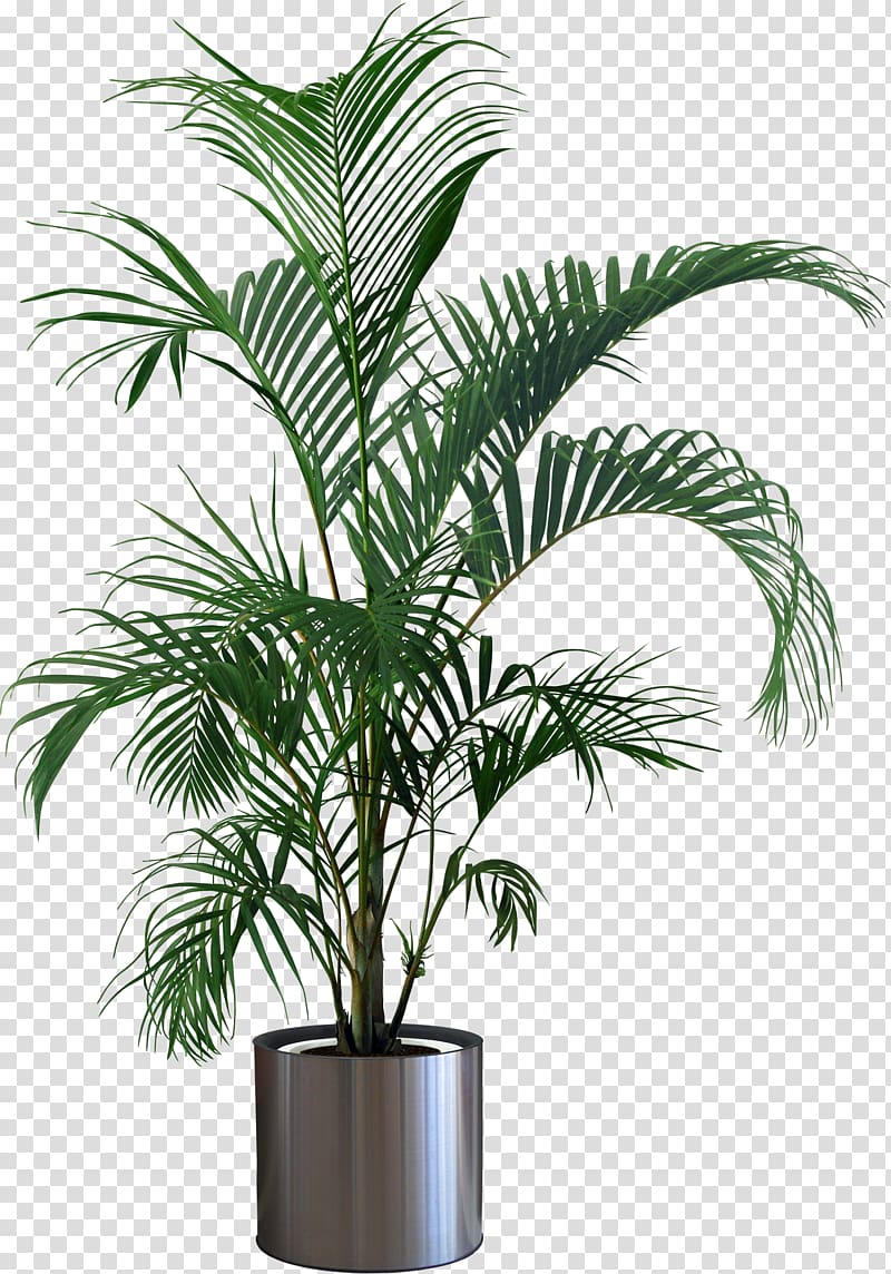 majesty palm plant illustration, Houseplant Flowerpot Tree, Pot plant transparent background PNG clipart