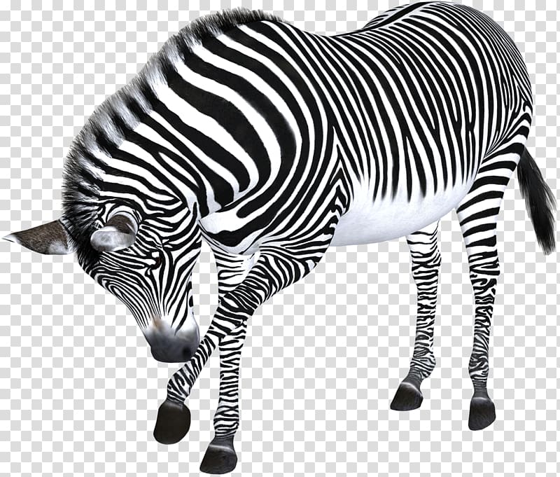 Zebra Computer file, zebra transparent background PNG clipart