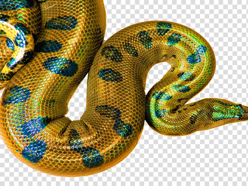 Boa constrictor Snakes Rattlesnake Hognose snake Desktop , Affirmation HD Desktop 1440X900 transparent background PNG clipart