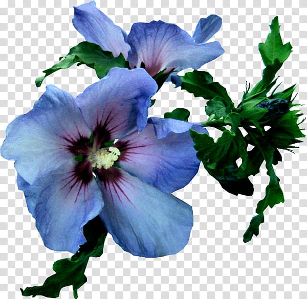 Blue Euclidean , BLUELOVER (Flowers) transparent background PNG clipart