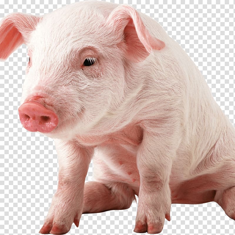 Domestic pig Mummy Pig , pink pig transparent background PNG clipart