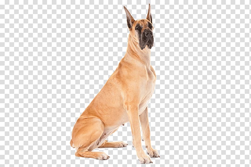 Great Dane German Shepherd Puppy Dobermann Rottweiler, puppy transparent background PNG clipart