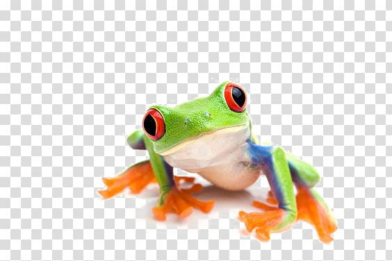 tree frog transparent background PNG clipart