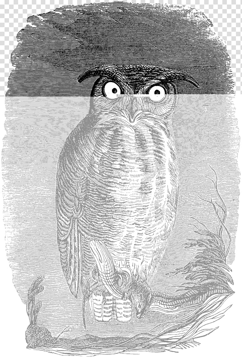 Great Grey Owl Great Horned Owl Textile Cotton, halloween night transparent background PNG clipart