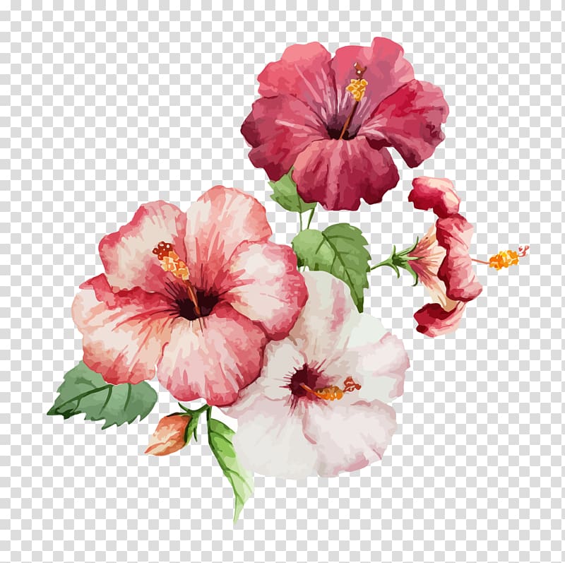 pink and red Hibiscus flowers illustration, Hibiscus Flower Drawing Watercolor painting, Watercolor flowers transparent background PNG clipart