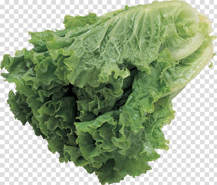 Lettuce Leaf vegetable Salad, lettuce transparent background PNG clipart