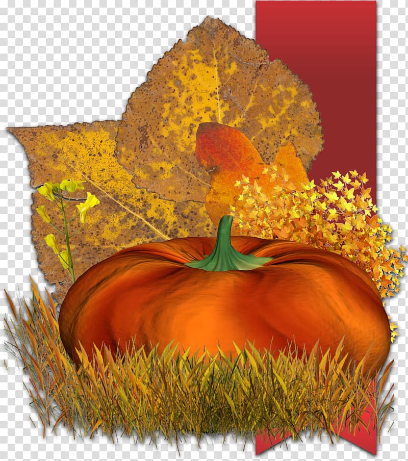 Cucurbita Pumpkin Gourd Winter squash , autumn transparent background PNG clipart