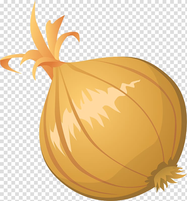 Free content Blooming onion , Onions transparent background PNG clipart