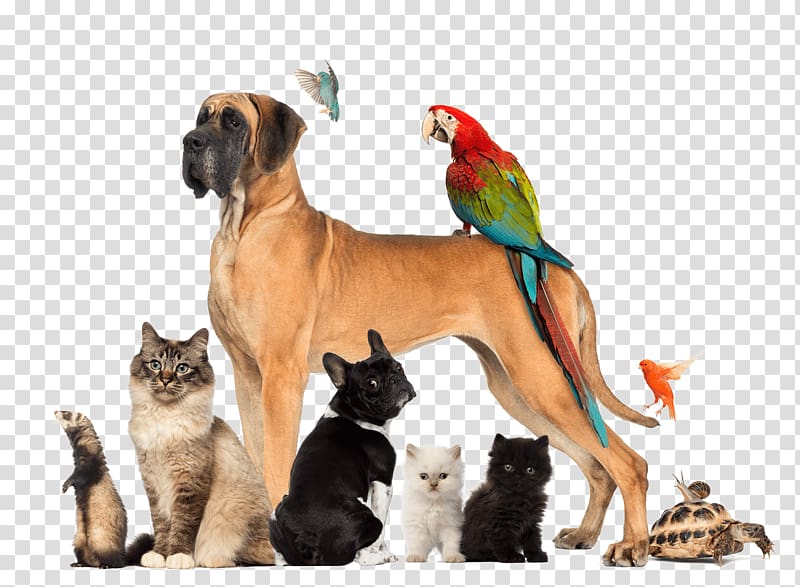 Pet sitting Dog walking Cat, Dog transparent background PNG clipart