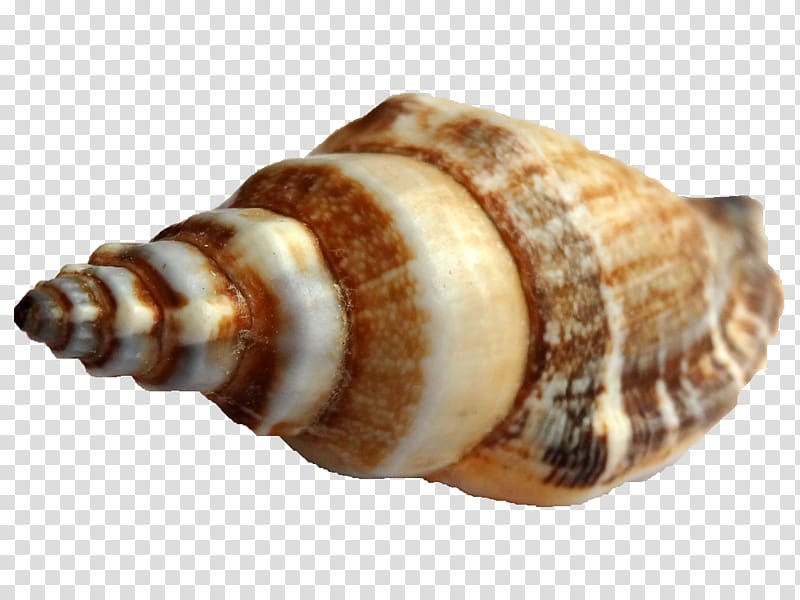 Shankha Seashell Sea snail Conchology, seashell transparent background PNG clipart