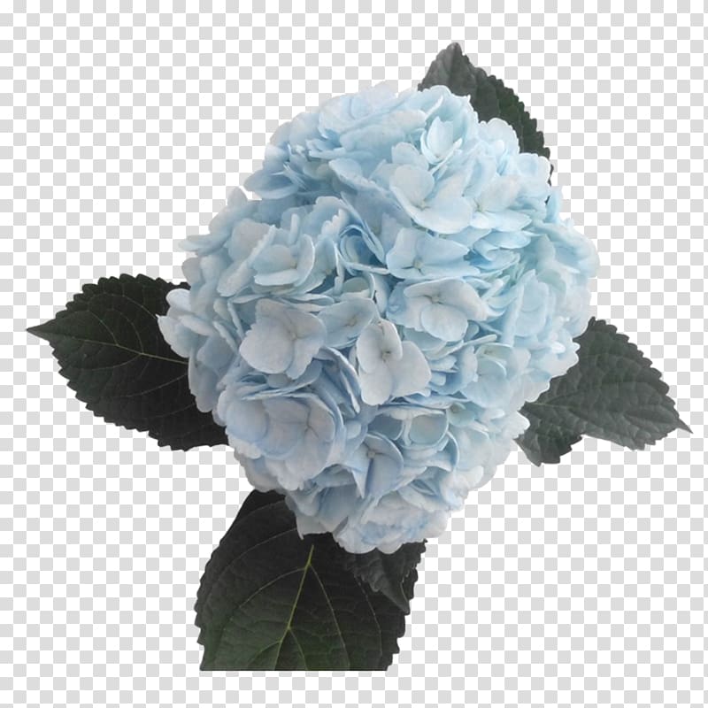 Hydrangea Blue Cut flowers Color, hydrangea transparent background PNG clipart