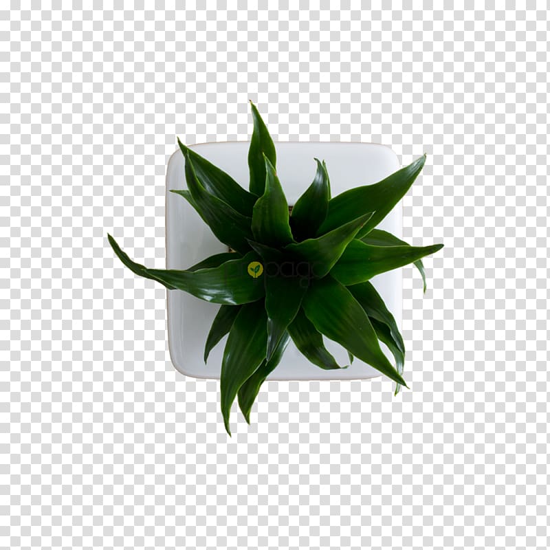 Plant Flowerpot Leaf Agave INAV DBX MSCI AC WORLD SF, flower box transparent background PNG clipart