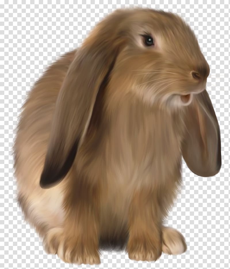 Domestic rabbit Easter Bunny Hare, transparent background PNG clipart