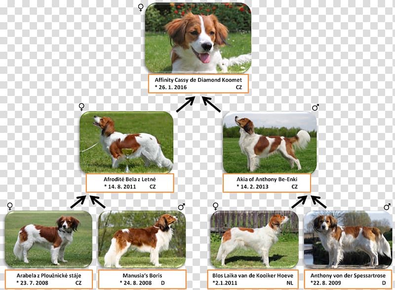 English Foxhound Beagle American Foxhound Harrier Dog breed, afrodite transparent background PNG clipart