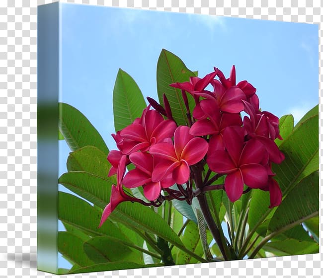 Wildflower Flora Petal Plant, plumeria transparent background PNG clipart