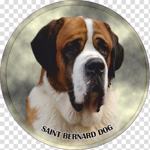 St. Bernard Dog breed Rottweiler Puppy, puppy transparent background PNG clipart