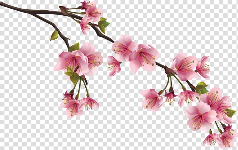 National Flower of the Republic of China Cherry blossom , BLOSSOM transparent background PNG clipart