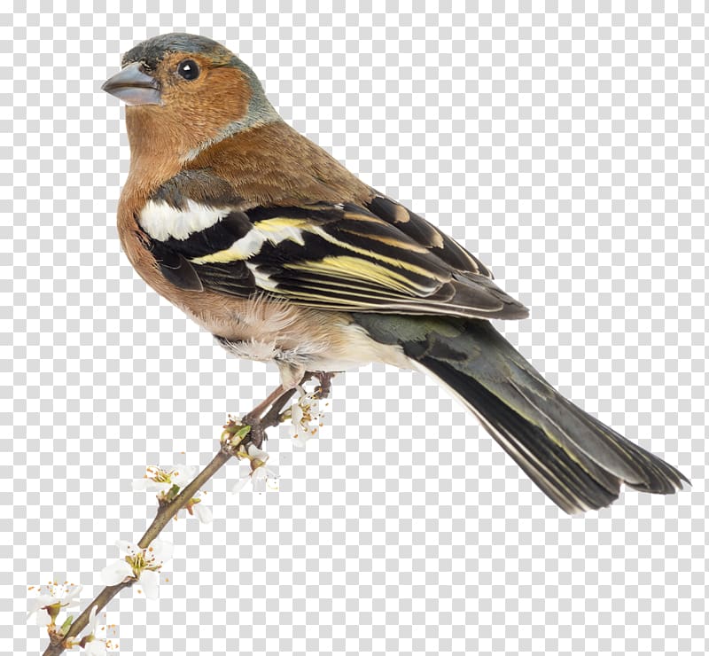 Brambling House Sparrow Finches Bird Common chaffinch, Bird transparent background PNG clipart