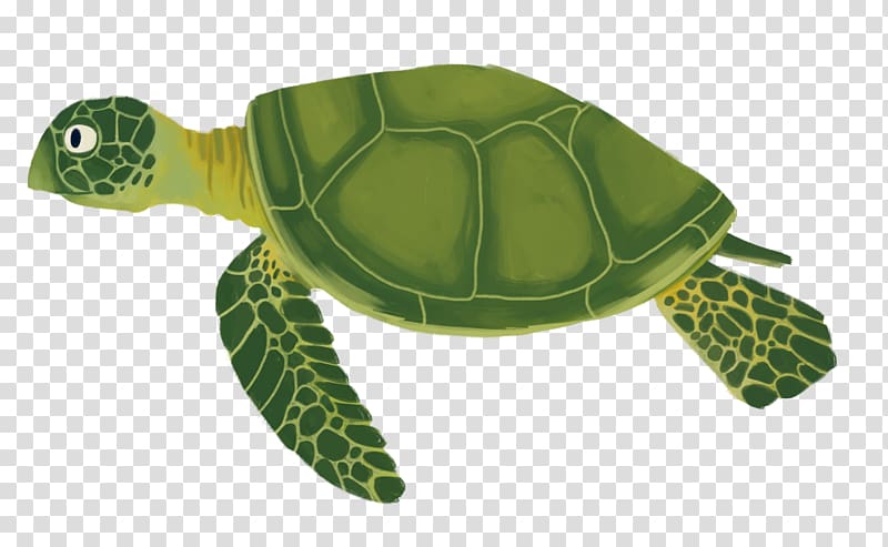 Sea turtle Reptile Tortoise Emydidae, fish cartoon transparent background PNG clipart