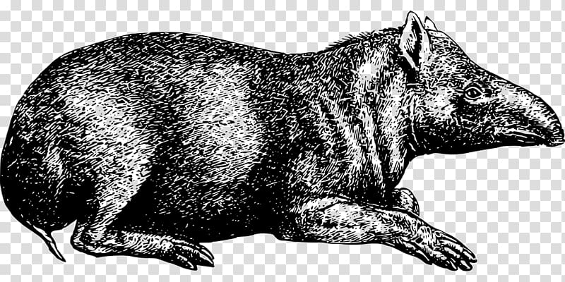 Raccoon Tapir Wombat Herbivore Animal, raccoon transparent background PNG clipart