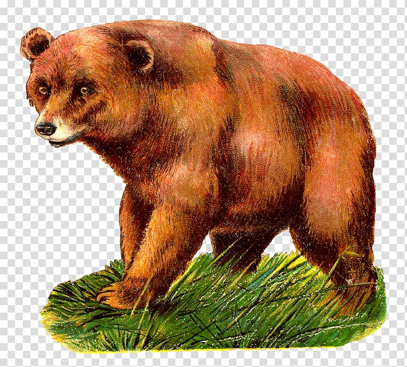 Grizzly bear Alaska Peninsula brown bear , bear transparent background PNG clipart
