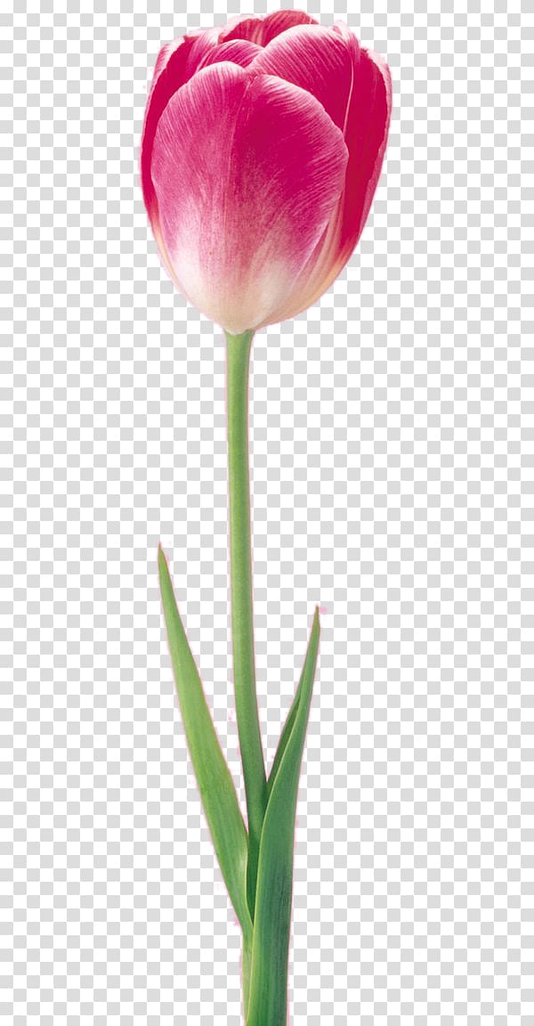Tulip Flower Digital , tulip transparent background PNG clipart